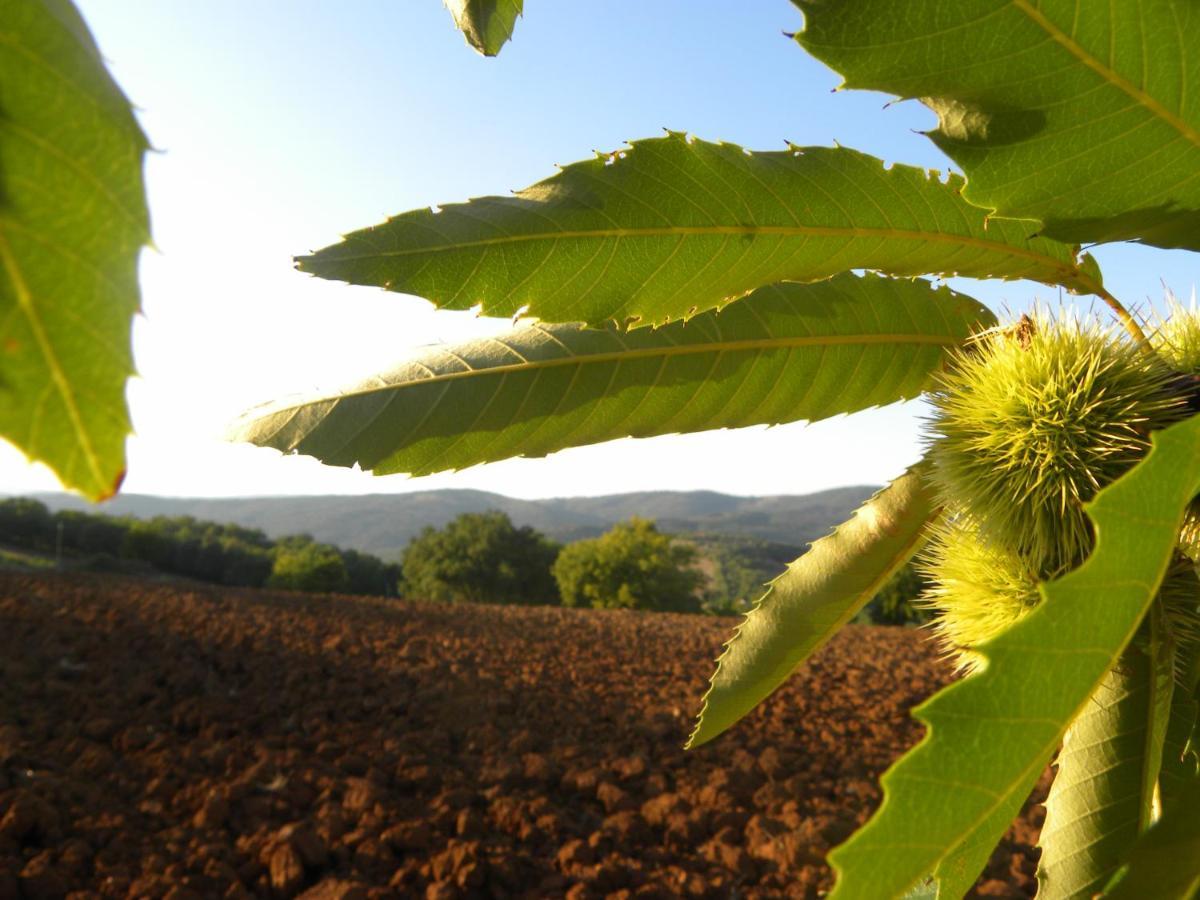 Agriristoro Podere S. Andrea Massa Marittima Exterior foto