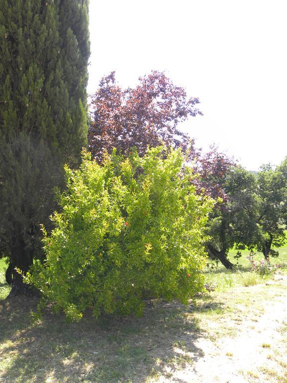 Agriristoro Podere S. Andrea Massa Marittima Exterior foto